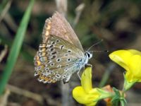 Polyommatus icarus