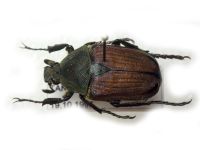 Mazoe albonotata