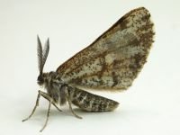 Bupalus piniaria