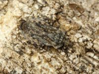 Aradus ribauti