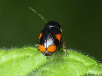 Cryptocephalus (Cryptocephalus) moraei