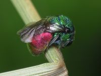 Chrysididae