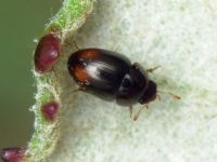 Olibrus bisignatus