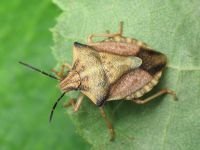 Carpocoris fuscispinus