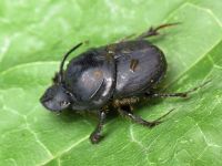 Onthophagus taurus