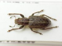 Sitona puncticollis
