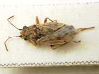 Nysius ericae