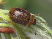 Lochmaea crataegi