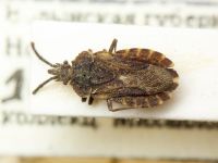 Aradus corticalis
