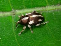 Tychius quinquepunctatus