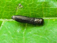 Cylindromorphus filum