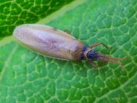 Agramma atricapillum