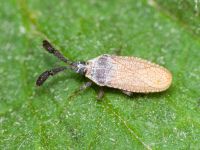 Copium teucrii