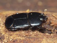 Hololepta plana