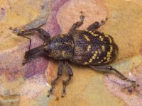 Hylobius abietis