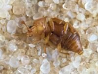 Epuraea