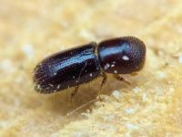 Xyleborinus saxesenii