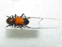 Purpuricenus desfontainii