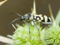 Chlorophorus varius