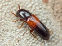Corticeus fasciatus
