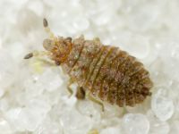 Aradus cinnamomeus