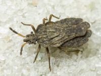 Aradus distinctus