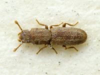 Langelandia khaustovi