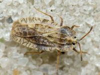 Tingis (Tingis) ampliata