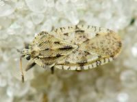 Tingis (Tingis) cardui
