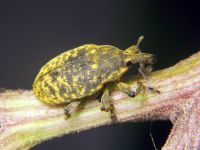 Larinus turbinatus