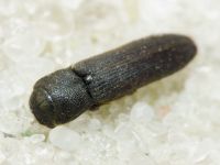 Melasis buprestoides