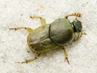 Euoniticellus fulvus