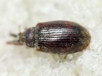 Anthonomus