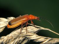 Rhagonycha fulva