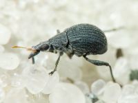 Oxystoma craccae