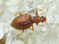 Stephostethus angusticollis