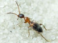 Anthelephila pedestris