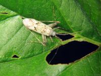 Phytocoris longipennis