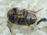 Ptomaphagus