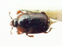 Carcinops tantilla
