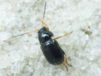 Cryptocephalus