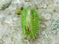 Cassidinae