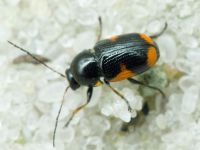 Cryptocephalus (Cryptocephalus) moraei