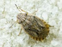 Sciocoris cursitans
