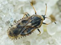 Dictyla echii