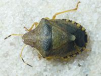 Peribalus (Peribalus) strictus