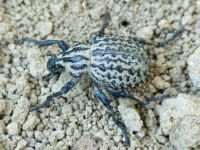 Brachycerus sinuatus