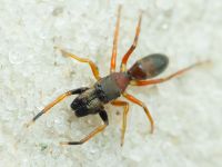 Araneidae