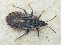 Aradus betulae
