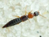 Sunius (Sunius) melanocephalus